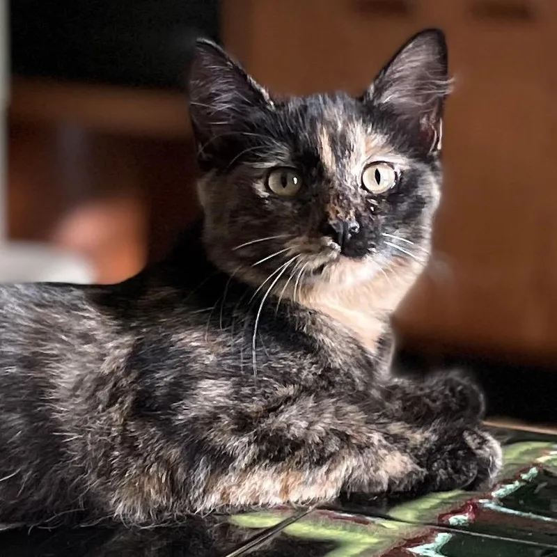 A baby medium-sized female Tortoiseshell Domestic Short Hair cat named Duquesa for adoption in Walden, NY