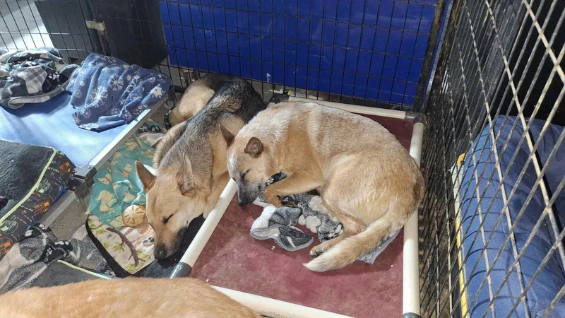 Snowball Bonded With Lucy thumbnail 3