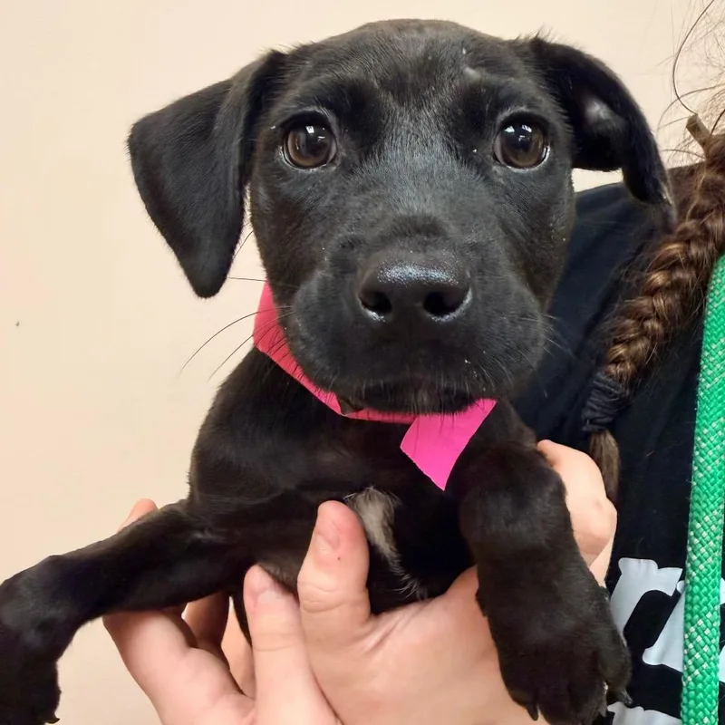 A baby medium-sized female Black Labrador Retriever dog named Ziva for adoption in Columbus, GA