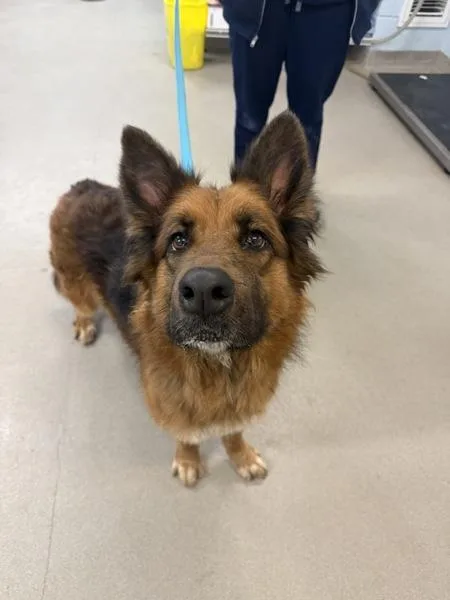 An adult medium-sized female German Shepherd Dog dog named Canela for adoption in Millersville, MD