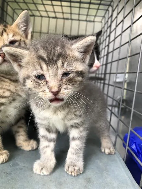 A baby small-sized female Domestic Short Hair cat named Cece for adoption in Dallas, TX