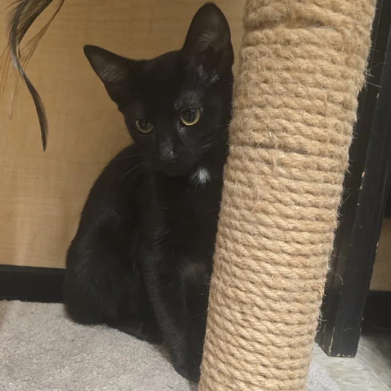 A baby small-sized female Black Domestic Short Hair cat named Emily for adoption in Long Beach, CA