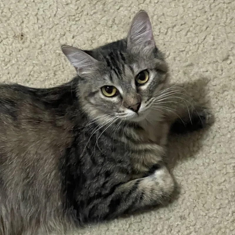 Olivia thumbnail 3
