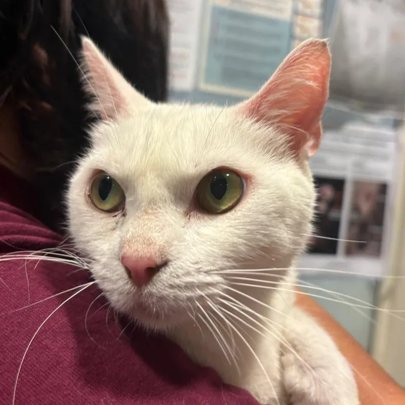 An adult medium-sized female White Domestic Short Hair cat named McCallie for adoption in Chattanooga, TN