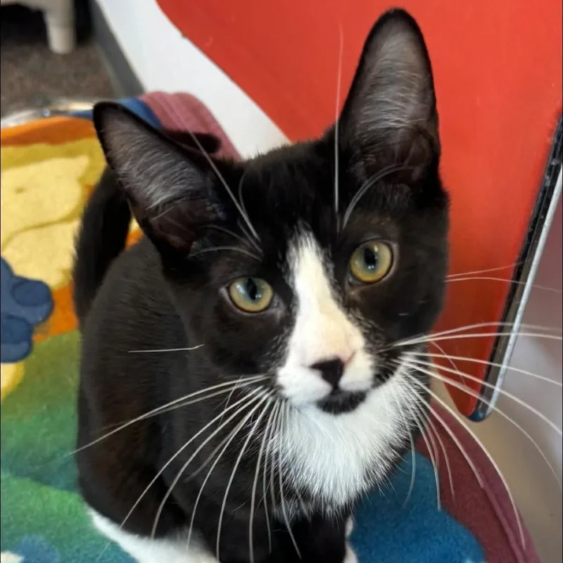 A baby small-sized male Black Domestic Short Hair cat named Cobalt for adoption in Hamburg, NY