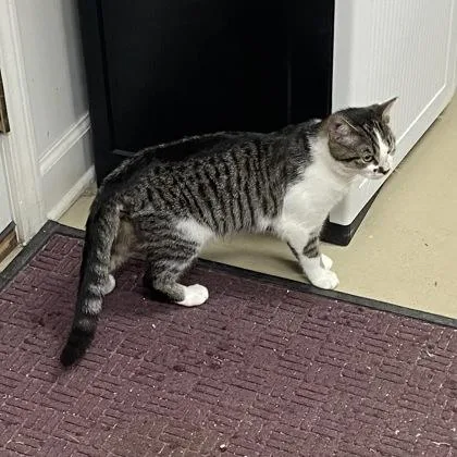 A young small-sized male Domestic Short Hair cat named Bam Bam for adoption in Wilkesboro, NC