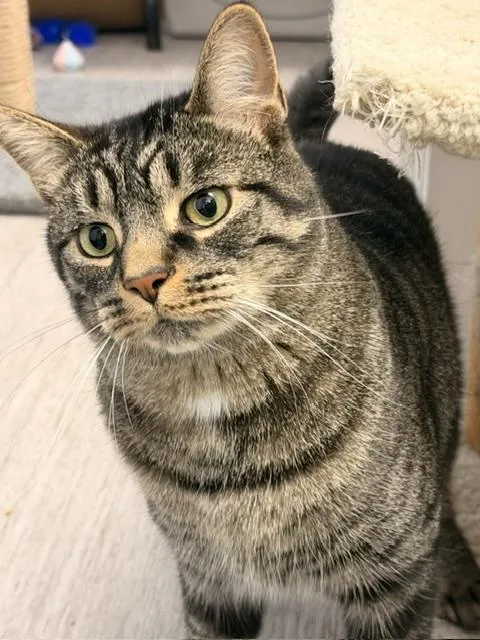 An adult medium-sized male Tabby (Brown / Chocolate) Domestic Short Hair cat named Aries for adoption in Allegan, MI