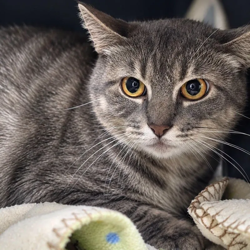 An adult medium-sized female Domestic Short Hair cat named Pearl for adoption in Effingham, IL