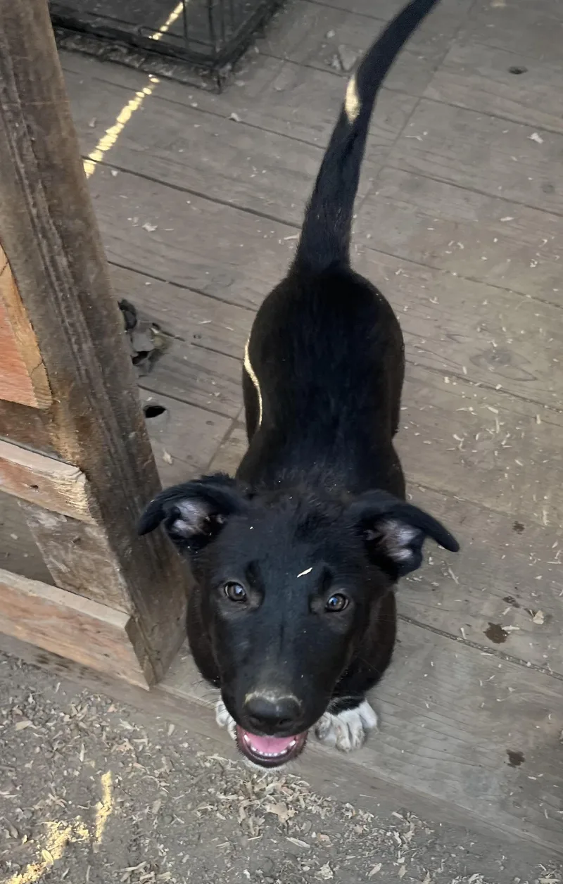 Katniss Everdeen thumbnail 2