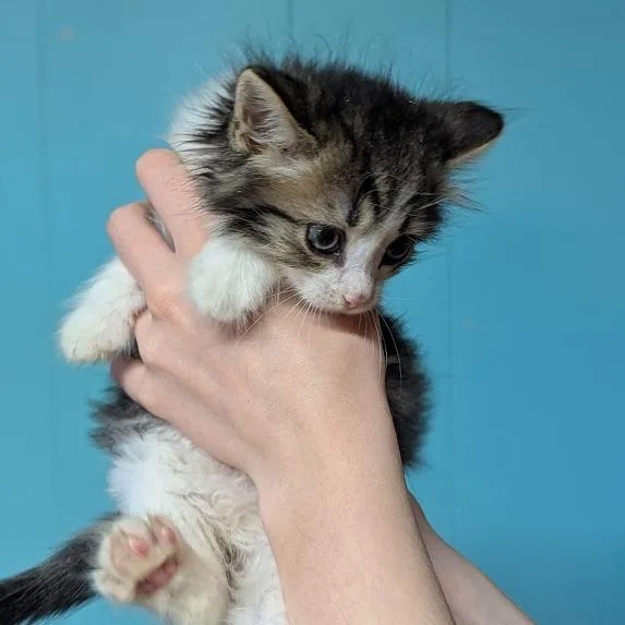 Paw McCartney