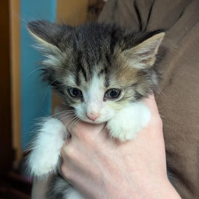 Paw McCartney thumbnail 2