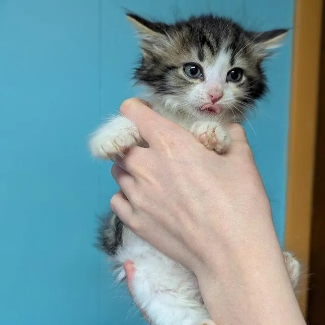 Paw McCartney thumbnail 3