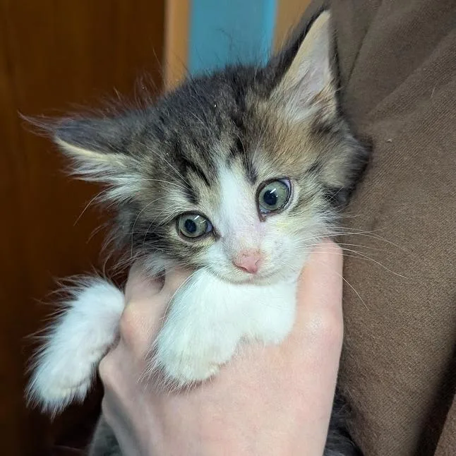 Paw McCartney thumbnail 4