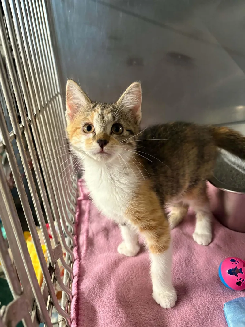 A baby medium-sized female Calico Domestic Short Hair cat named Cali for adoption in Ona, WV