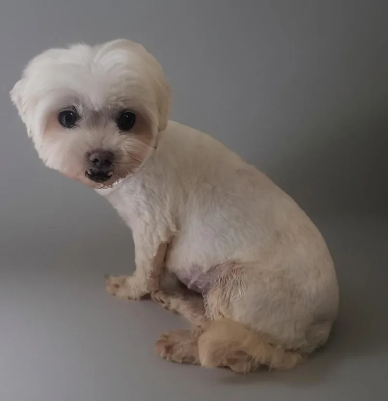 An adult small-sized female Maltese dog named Mopsy . Lb for adoption in Fort Myers, FL