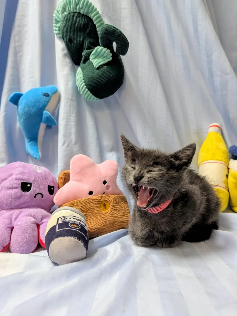 A baby large-sized male Domestic Short Hair cat named Fire for adoption in Los Angeles, CA