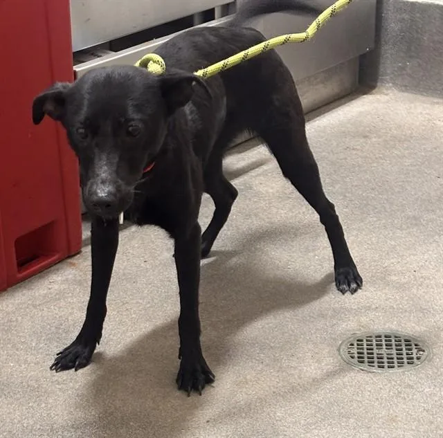 A young medium-sized female Labrador Retriever dog named Rosie for adoption in Upper Marlboro, MD