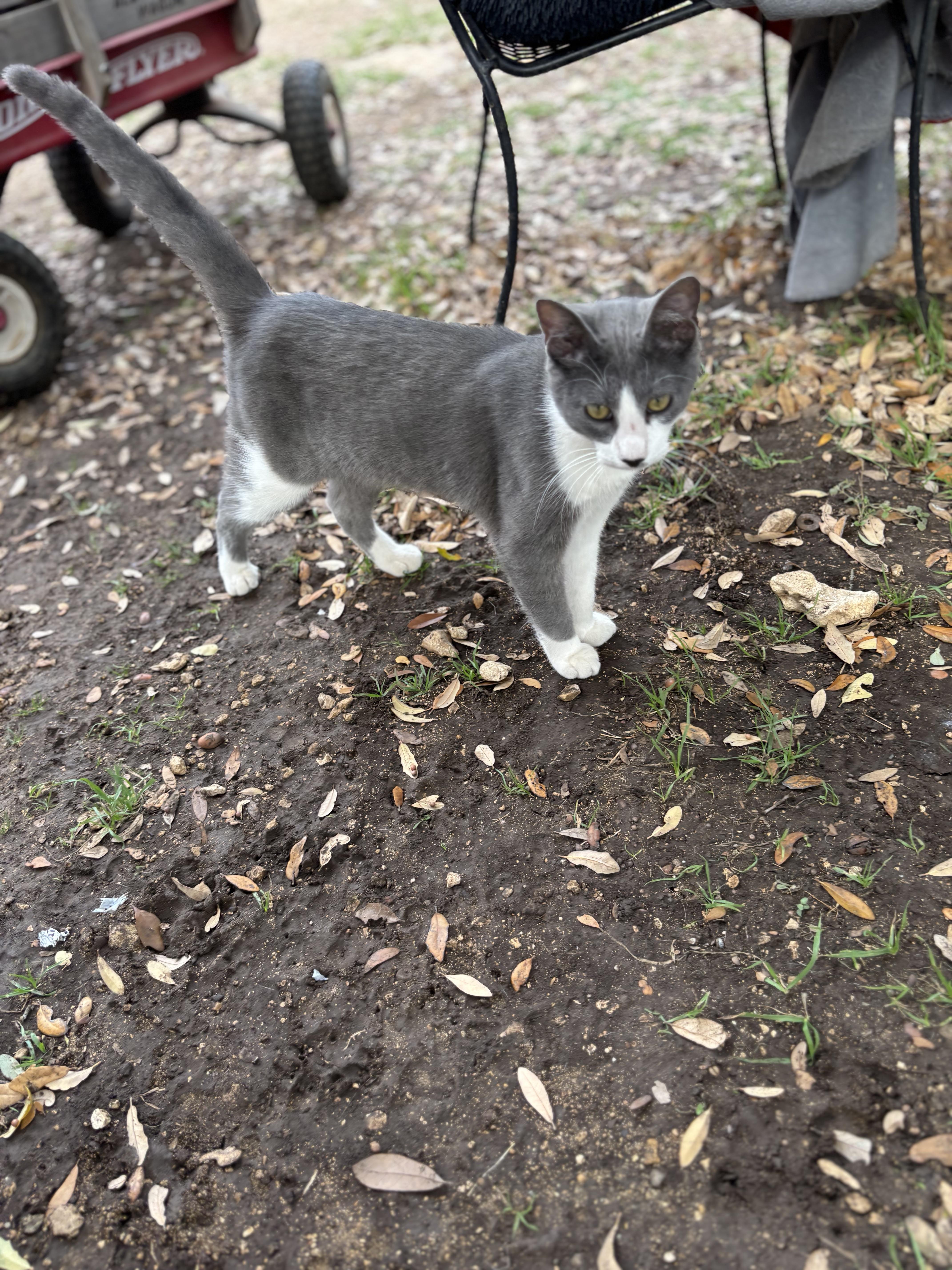 A young medium-sized male Domestic Short Hair cat named Oliver for adoption in Blanco, TX
