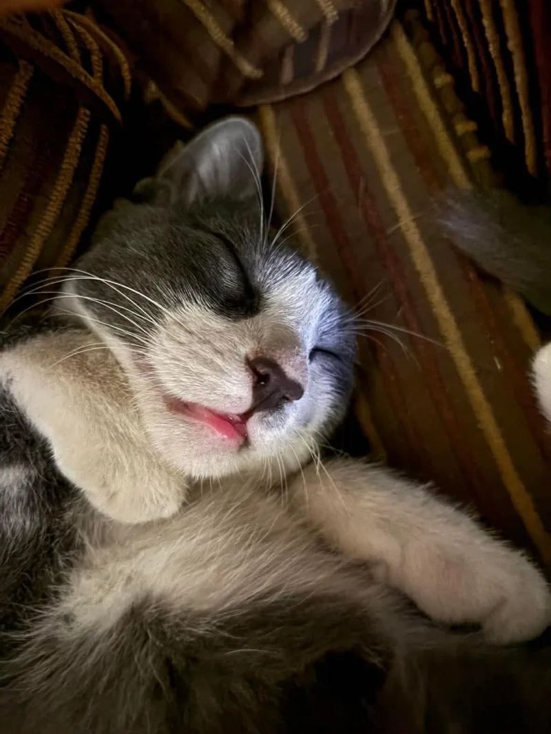 Oliver thumbnail 3