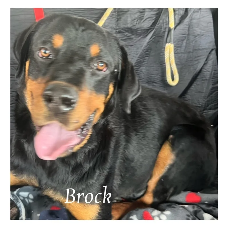 An adult large-sized male Rottweiler dog named Brock for adoption in Canyon, TX