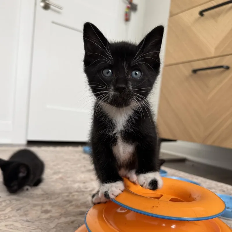 A baby small-sized male Black Domestic Short Hair cat named Bashful for adoption in North Branford, CT