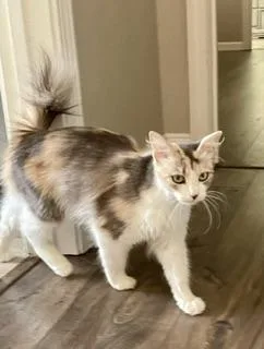 A young medium-sized female Dilute Calico cat named Delilah for adoption in Parlier, CA