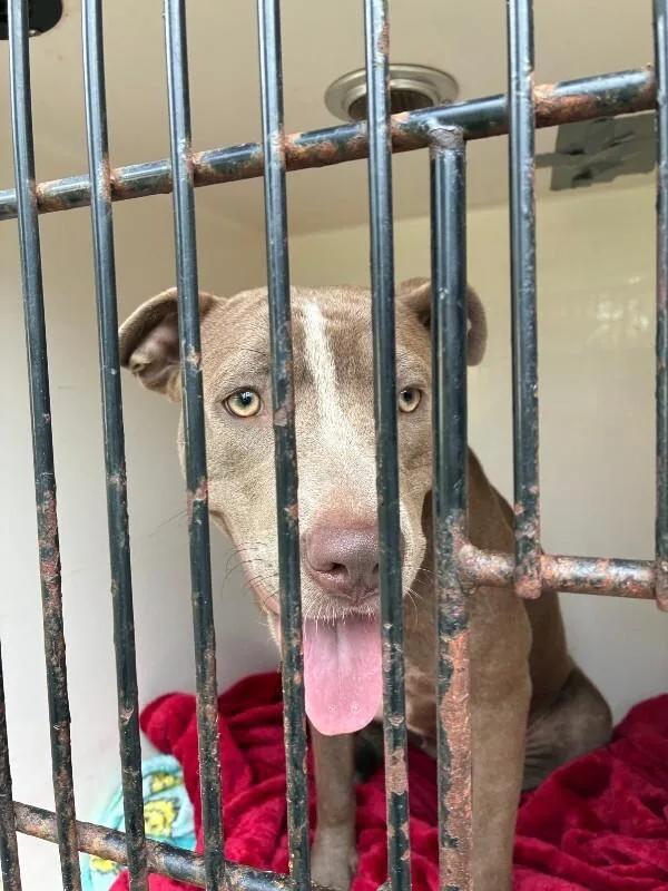 An adult medium-sized female Yellow / Tan / Blond / Fawn Mixed Breed dog named Girly for adoption in Mobile, AL