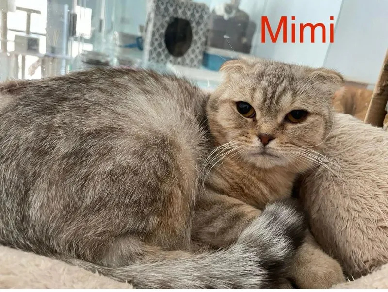 A baby large-sized female Scottish Fold cat named Mimi for adoption in San Jacinto, CA