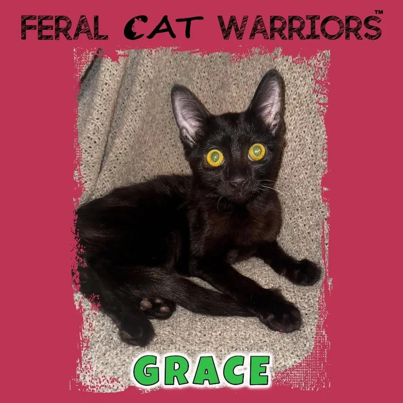 A baby small-sized female Black Domestic Short Hair cat named Grace for adoption in Kingman, AZ