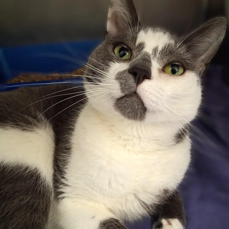 An adult medium-sized male Gray & White Domestic Short Hair cat named Ragu for adoption in Belmont, NY