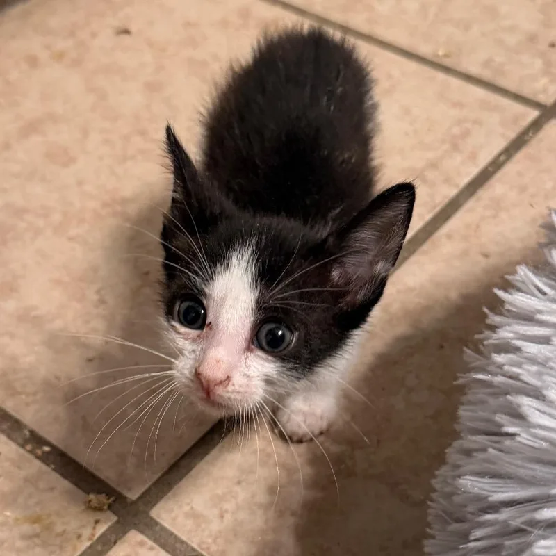 A baby small-sized female Black Domestic Short Hair cat named A Stitch In Time for adoption in Boerne, TX