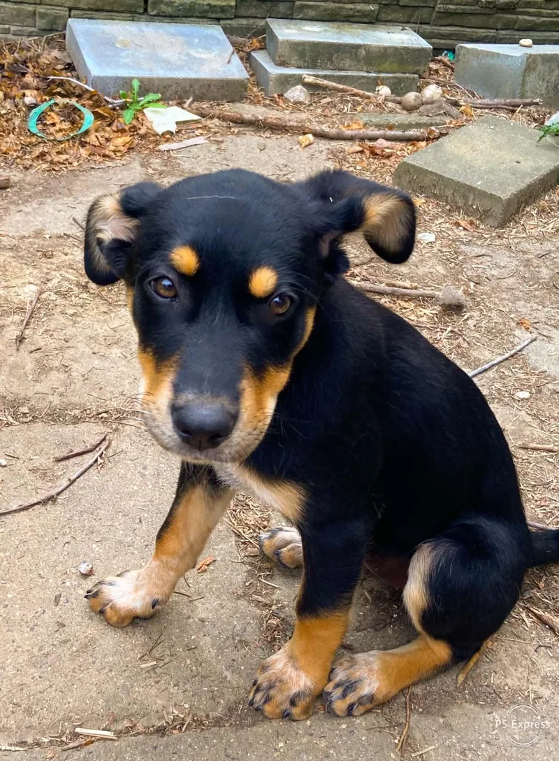 A baby medium-sized female Mixed Breed dog named Pepper for adoption in Cedar Rapids, IA
