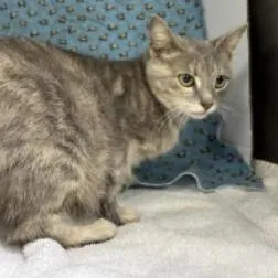 A young medium-sized female Gray / Blue / Silver Domestic Short Hair cat named Moon for adoption in Williston, FL