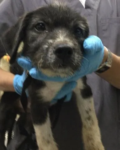 A baby medium-sized male Terrier dog named Sam for adoption in Riverside, CA