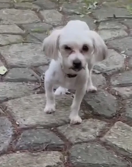 An adult small-sized male White / Cream Poodle dog named Alfie for adoption in Alden, NY