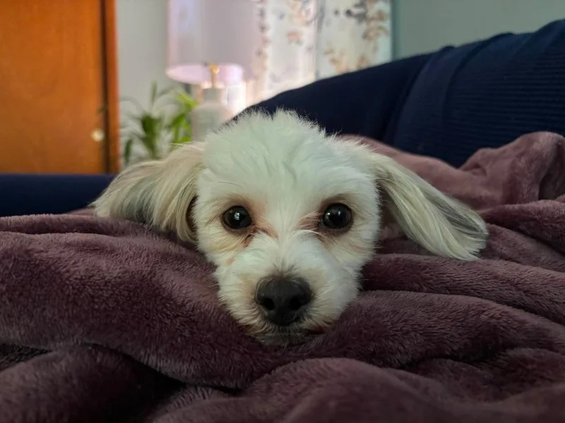 Alfie thumbnail 3