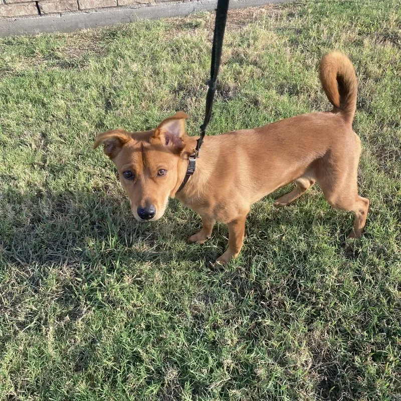 A young medium-sized female Golden Shepherd dog named Bailey for adoption in Tulsa, OK
