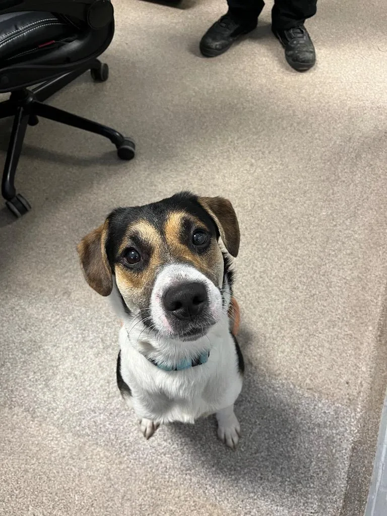 A young medium-sized male Beagle dog named Trout for adoption in Troy, OH