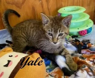 A baby medium-sized male Tabby (Brown / Chocolate) Tabby cat named Yale for adoption in Southern Pines, NC