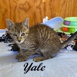 Yale thumbnail 2