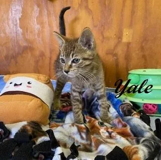 Yale thumbnail 3