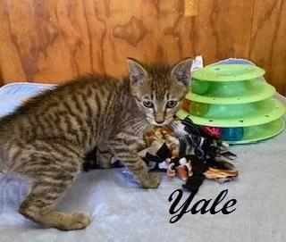 Yale thumbnail 4