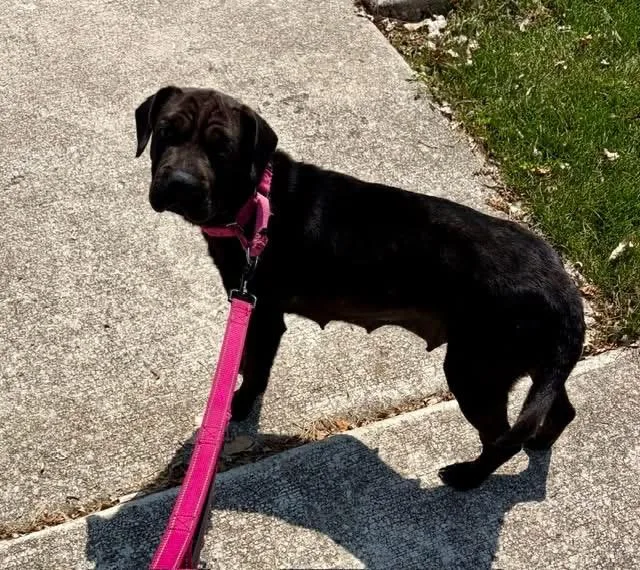 A young small-sized female Black Shar-Pei dog named Zena for adoption in Orland Park, IL