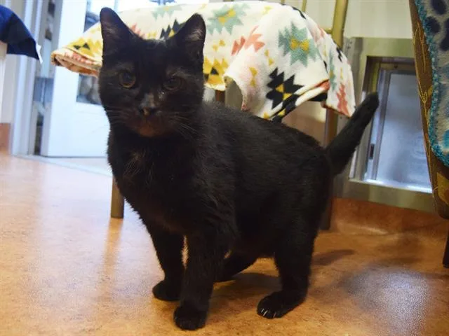 An adult medium-sized female Domestic Short Hair cat named Trixie for adoption in Sacramento, CA