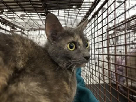 An adult small-sized female Domestic Short Hair cat named Batty for adoption in San Pedro, CA