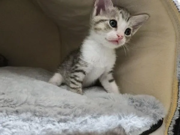 A baby small-sized female Domestic Short Hair cat named Wren for adoption in San Diego, CA