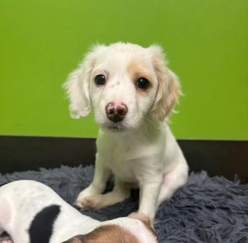 A young small-sized male White / Cream Mixed Breed dog named Ziggy for adoption in Osseo, MI