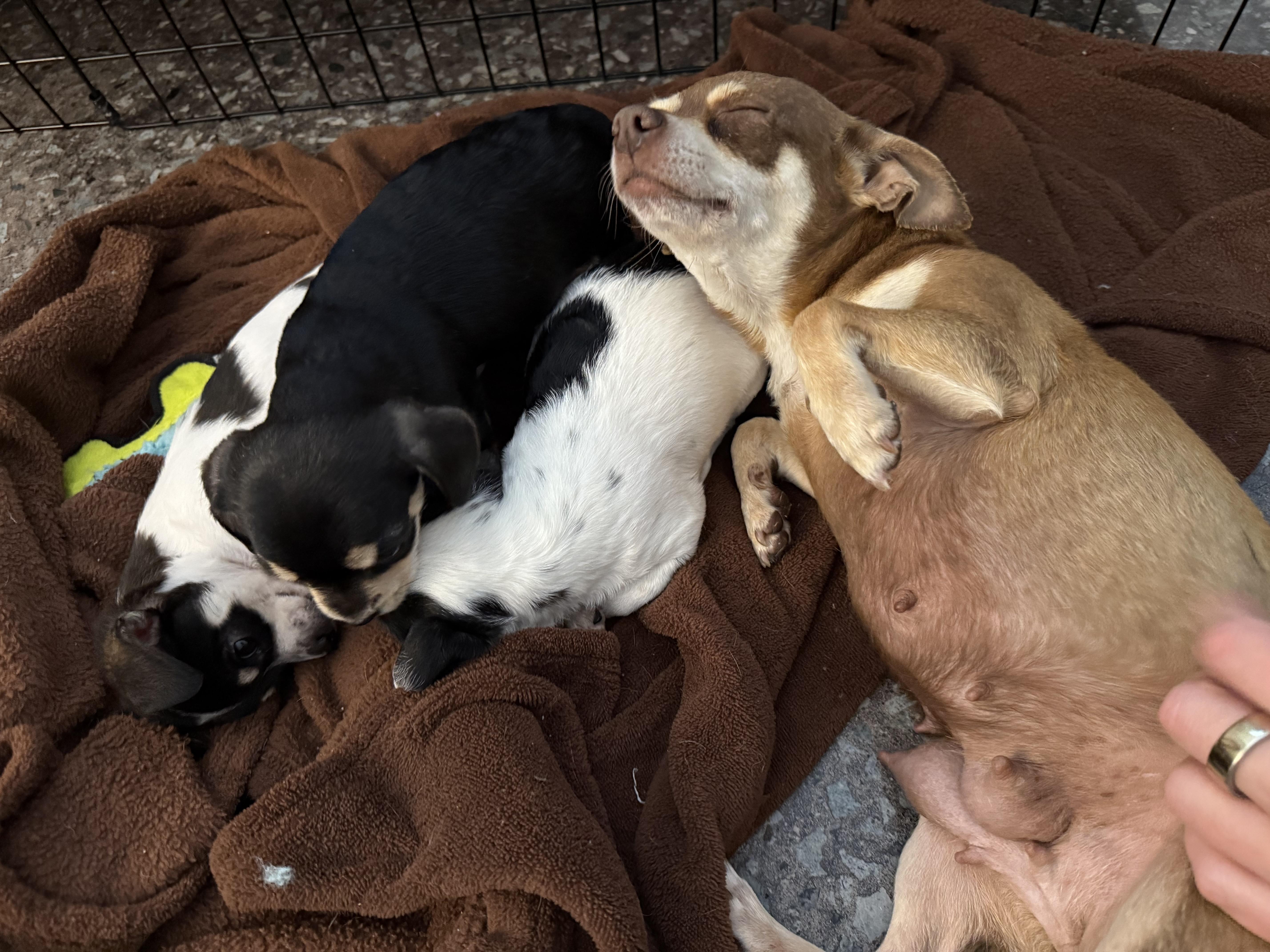 A young small-sized female Chihuahua dog named Sally Ride for adoption in Hillsborough, NC