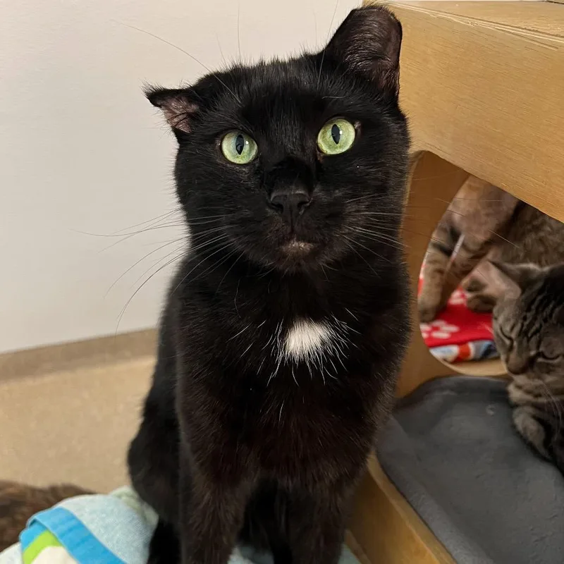 An adult small-sized male Black Domestic Short Hair cat named Frankie for adoption in Arlington Heights, IL
