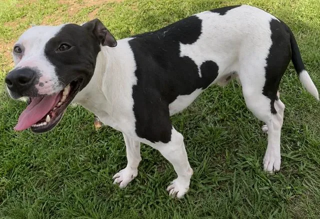 A young large-sized male Pit Bull Terrier dog named Percy for adoption in Appling, GA